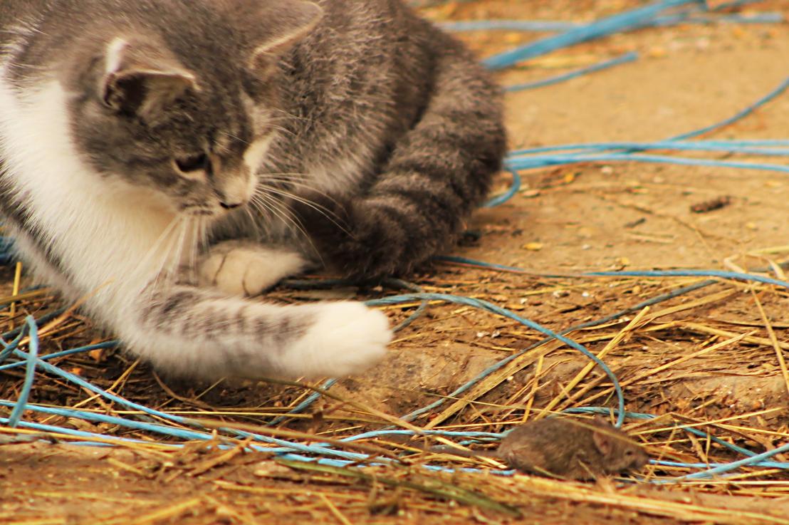 Eco-Conscious Mouse Control